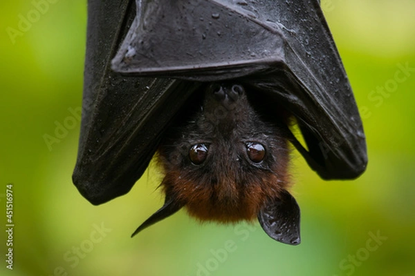 Obraz bat on a branch