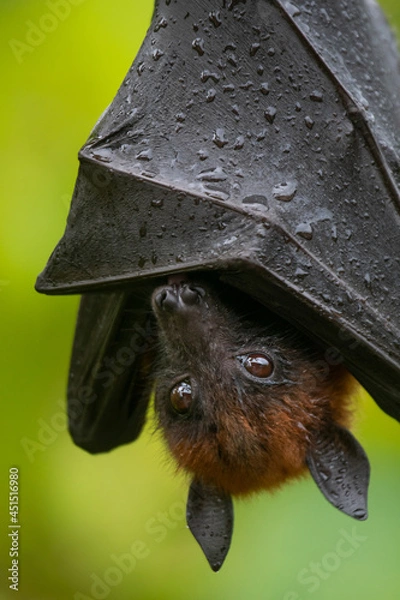 Obraz bat on a branch