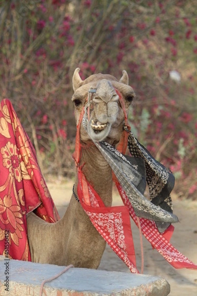 Fototapeta person with a camel