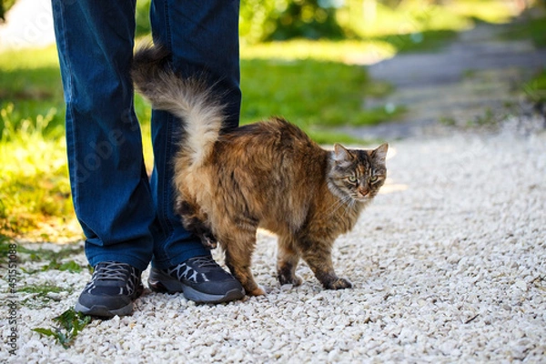 Obraz A friendly pet walks with its owner. A kitty is a friend of a person. A cat wipes itself on a man's legs