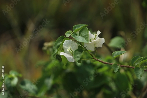 Obraz flowers in the forest