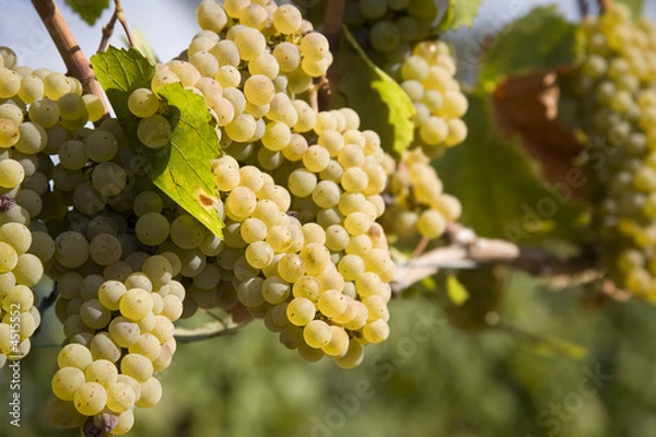 Obraz Chardonnay Grapes in Vineyard