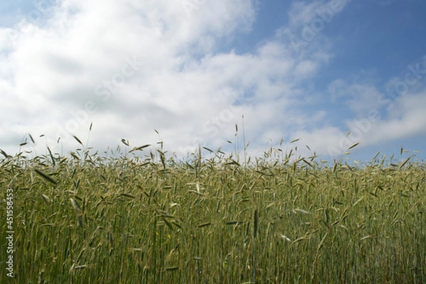 Obraz Rye field against the sky.