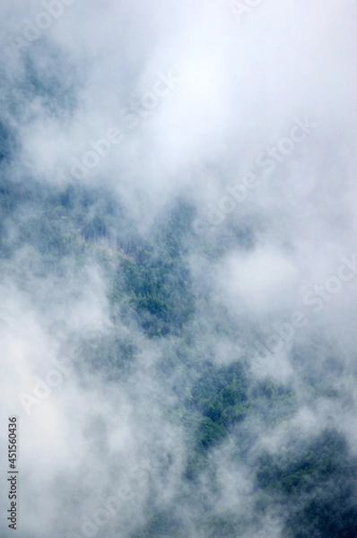 Fototapeta Fog over the forest of the Carpathian mountains in summer