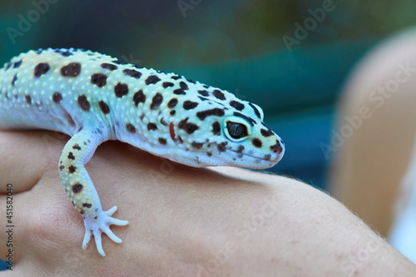 Fototapeta Gecko