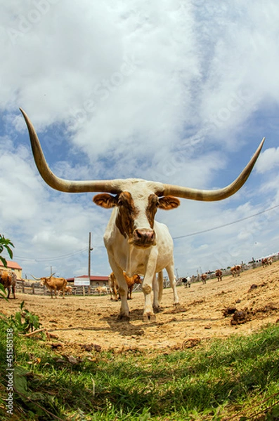 Obraz Longhorn at Fort Worth, Texas
