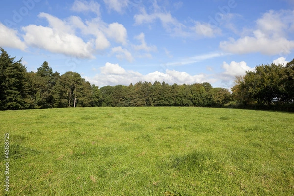 Obraz green pasture