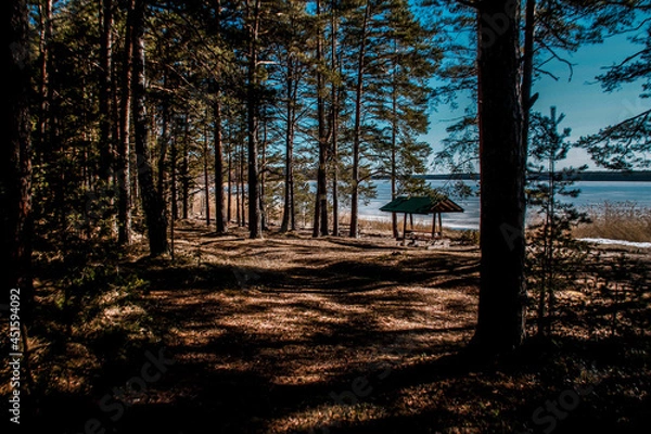 Fototapeta sunset in the forest