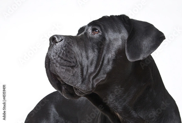 Obraz Cane Corso