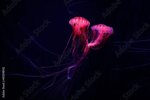 Obraz 絡まった触手を靡かせる二匹のアカクラゲ