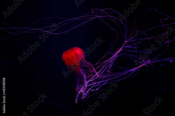 Obraz 長い触手を靡かせて踊るアカクラゲ