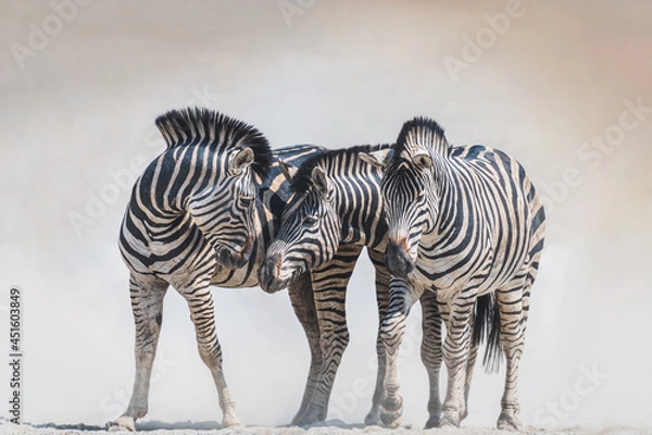 Obraz zebra in the wild