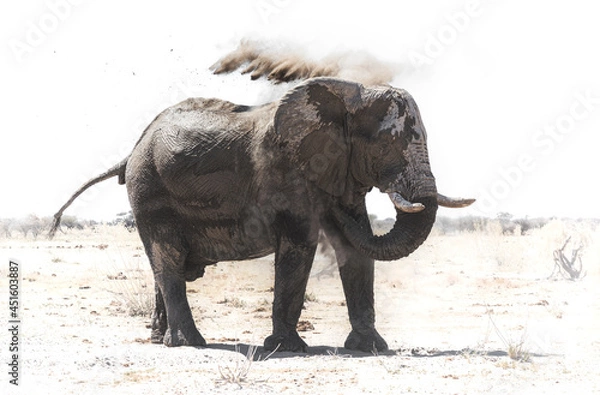 Obraz Elephant dust bath