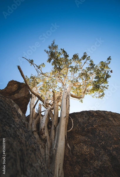Obraz tree in the desert