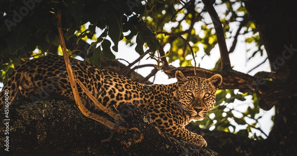 Obraz leopard in the tree