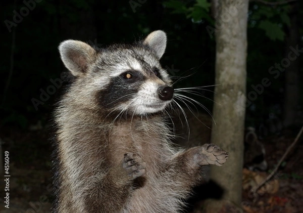 Obraz Racoon Begging