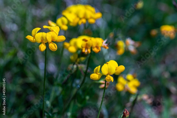 Fototapeta Lotus corniculatus flower in the field, close up shoot