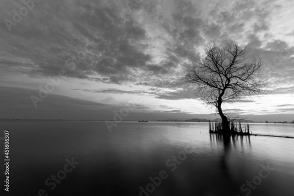 Obraz A dead tree on the beach at sunrise time.