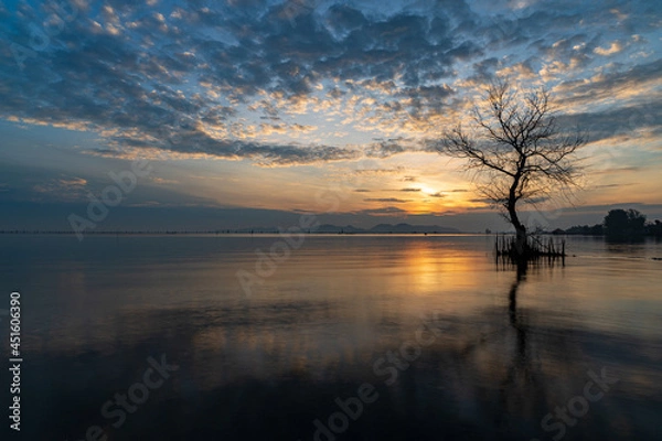 Obraz A dead tree on the beach at sunrise time.