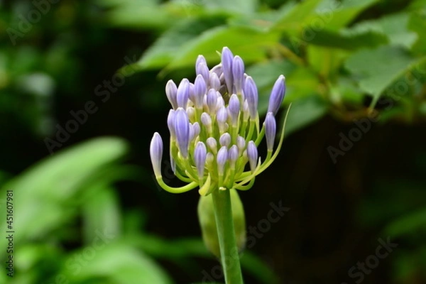 Fototapeta 紫色の花