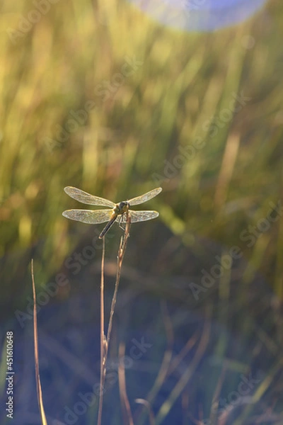 Fototapeta libellula