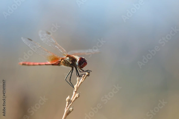 Fototapeta libellula