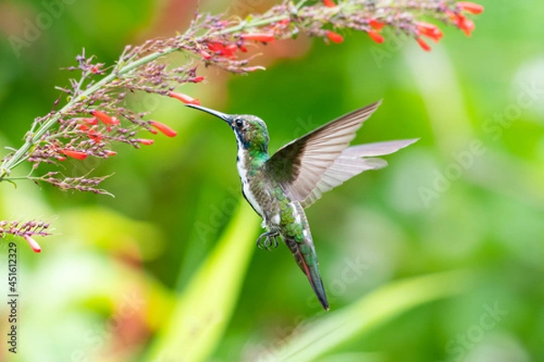 Fototapeta A juvenile female  Black-throated Mango hummingbird (Anthracothorax nigricollis) feeding on red Antigua Heath flowers. Bird in garden. Hummingbird hovering