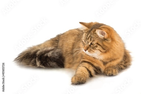 Fototapeta Long Haired Cat Lying Down