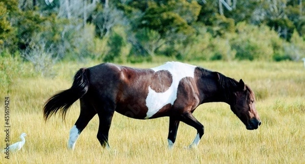 Obraz Wild Assateague Island Pony Feeding in a Field
