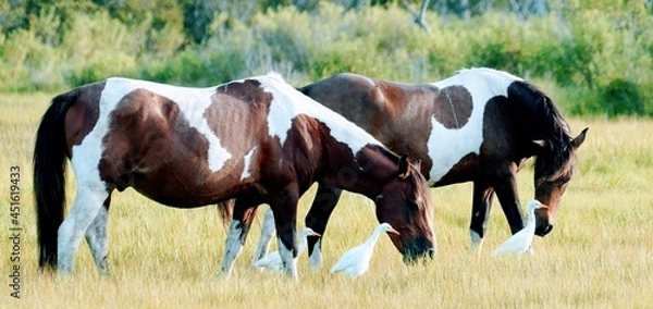 Obraz Wild Assateague Island Pony Feeding in a Field