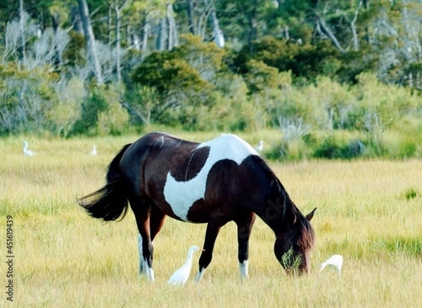 Obraz Wild Assateague Island Pony Feeding in a Field