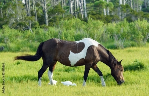 Obraz Wild Assateague Island Pony Feeding in a Field