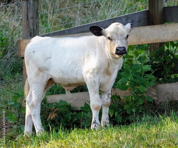 Obraz English White Bovine Calf in a Green Grass Field