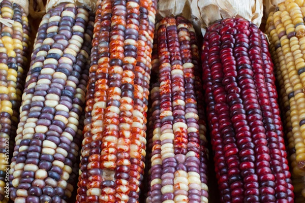 Obraz Indian Corn