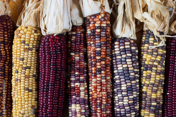 Obraz Indyjska kukurydza