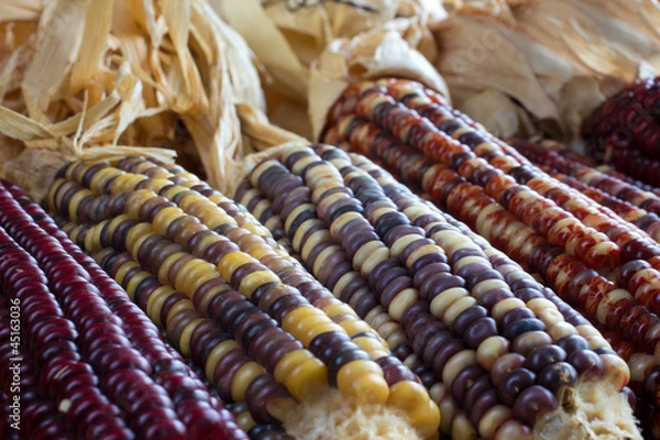 Obraz Indian Corn