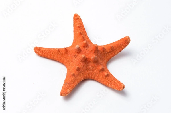 Obraz морская звезда