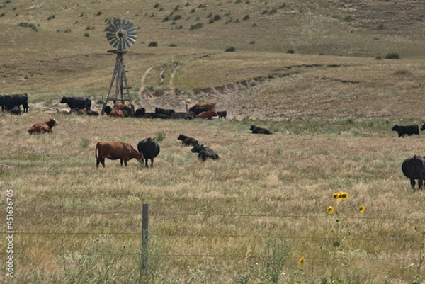 Obraz Cattle Ranching in the Sandhills of Western Nebraska