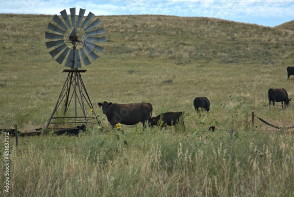 Obraz Cattle Ranching in the Sandhills of Western Nebraska
