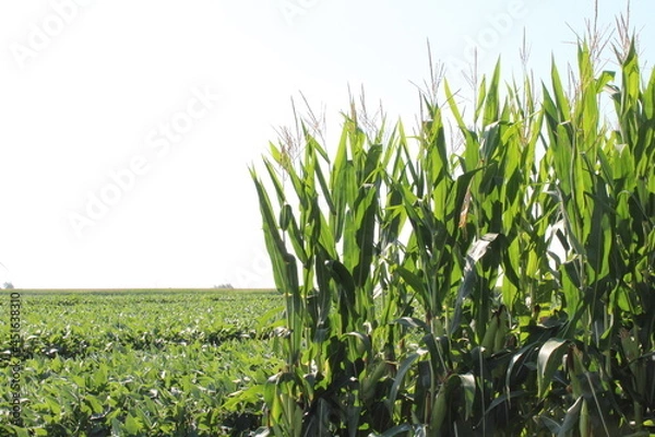 Obraz Corn and Soybean Field