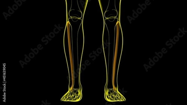 Fototapeta Human skeleton anatomy Fibula Bone 3D Rendering