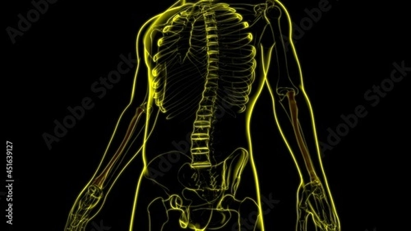 Fototapeta Human skeleton anatomy Radius Bone 3D Rendering