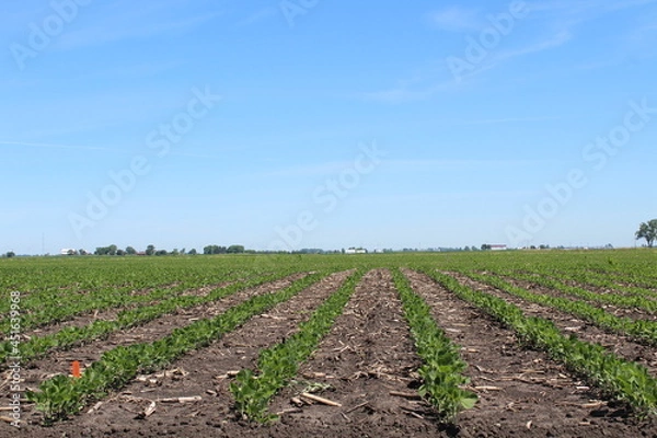 Obraz Young Soybean Field 