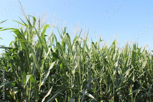 Obraz Top of Corn