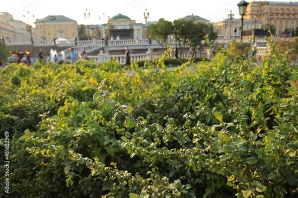 Fototapeta Nature on Red Square
