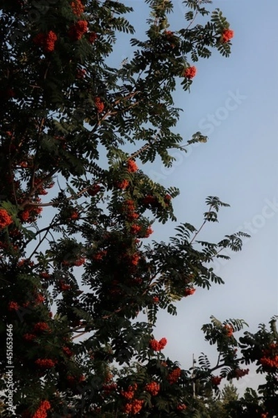 Fototapeta Orange Tree
