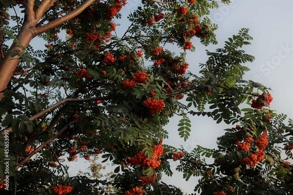 Fototapeta Rowanberry