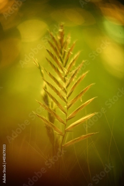 Obraz Abstract macro photo with bokeh effect.