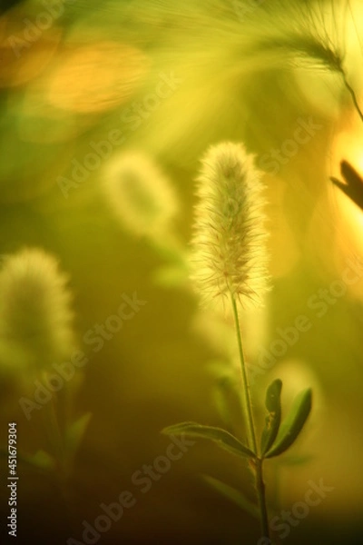 Obraz Abstract macro photo with bokeh effect.