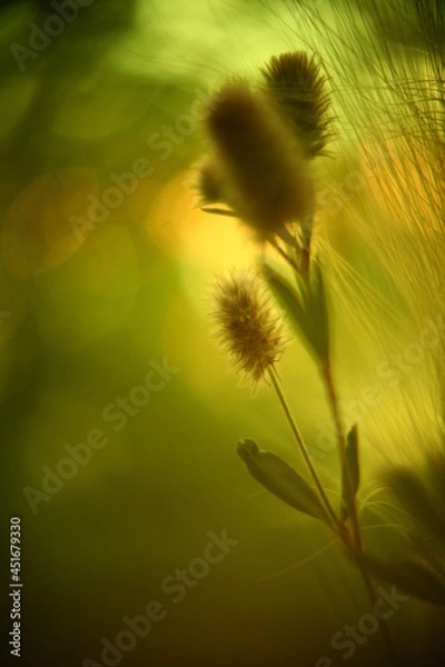 Obraz Abstract macro photo with bokeh effect.